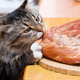 Illustration for article titled You Probably Already Have Pork-Cat Syndrome